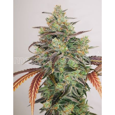 Y GRIEGA CBD 2.0 FEM X3+2-MEDICAL SEEDS