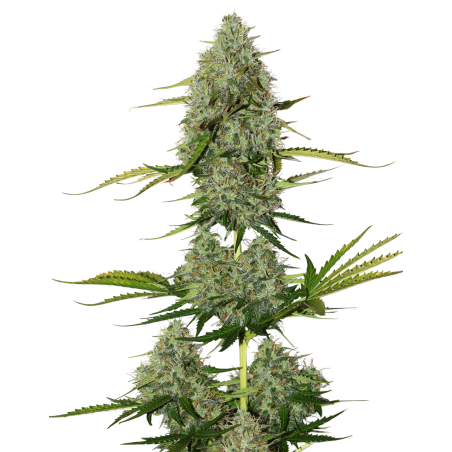 BCN CRITICAL XXL  AUTO X3-SEEDSTOCKERS