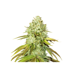 PINEAPPLE  FEM X3-SEEDSTOCKERS