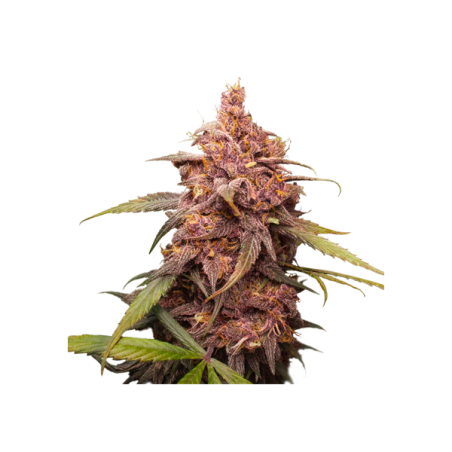 PURPLE PUNCH  FEM X3-SEEDSTOCKERS