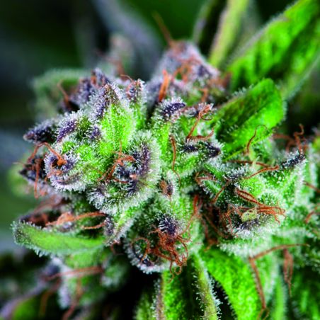 WATERMELON ZKITTEZ FEM X1-PYRAMID SEEDS