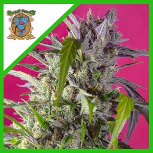 CRYSTAL CANDY XL AUTO®...