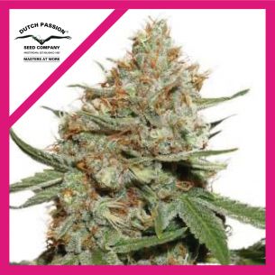 SKUNK N11 FEM X3-DUTCH PASSION