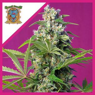 GORILLA GIRL F1  FEM®...