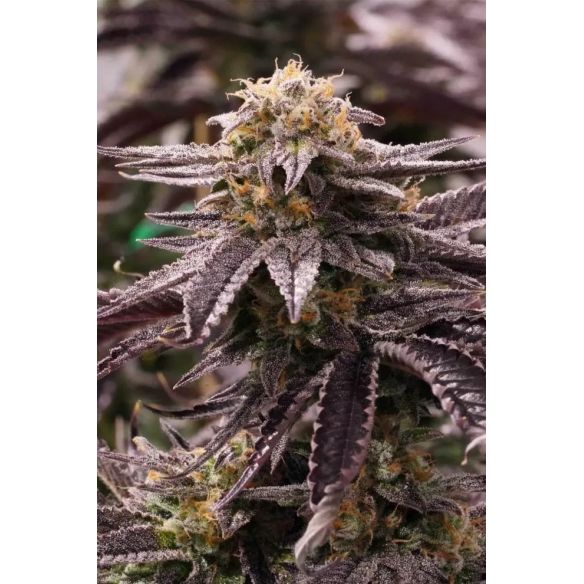 OGKZ FEM X3-HUMBOLDT SEEDS