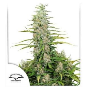 C-VIBEZ  FEM X3-DUTCH PASSION