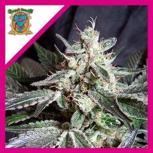 BLACK JACK F1 FEM®...