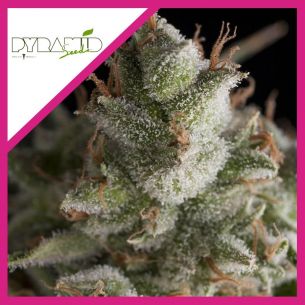 FRESH CANDY  FEM...