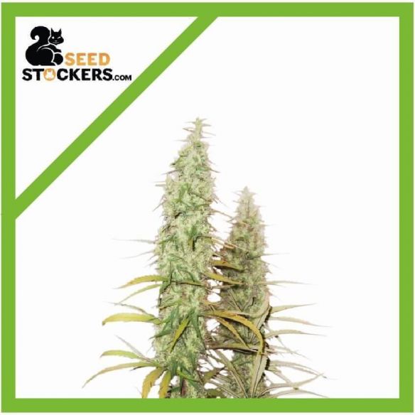 SANTA MARTA HAZE  AUTO X3-SEEDSTOCKERS