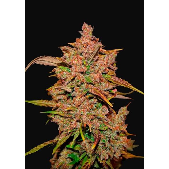 CRYSTAL METH AUTO X1-FAST BUDS