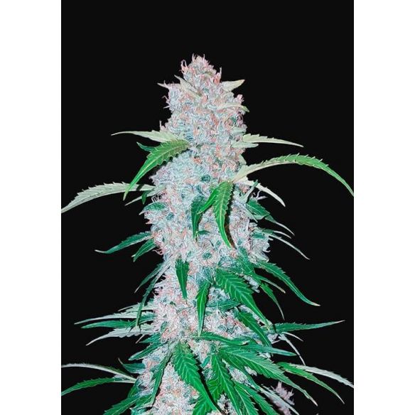 SIX SHOOTER  AUTO X3-FAST BUDS