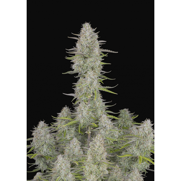 WEDDING CHEESCAKE AUTO X1-FAST BUDS