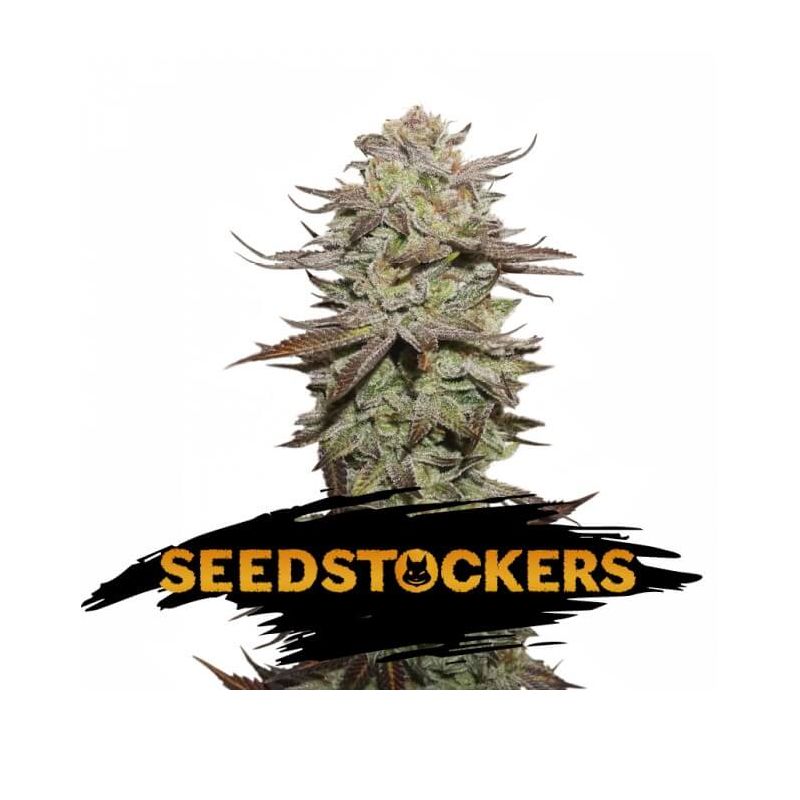 Seed Stockers Sticky Fingers Auto X3