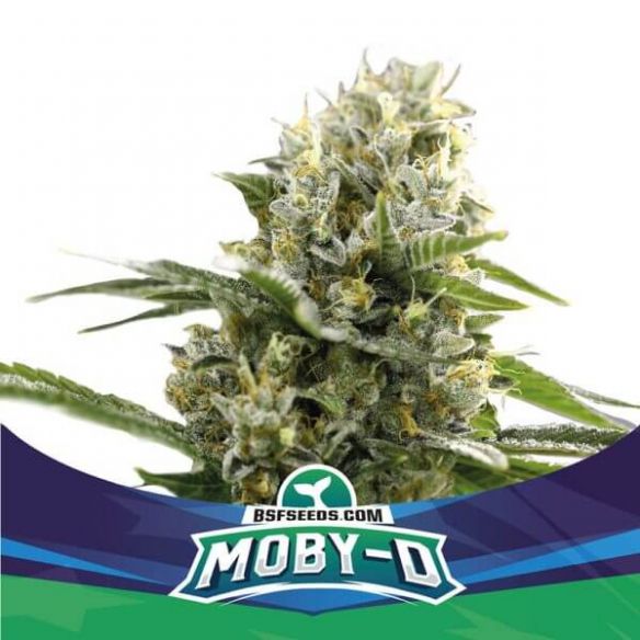 MOBY-D XXL AUTO X4-BSF