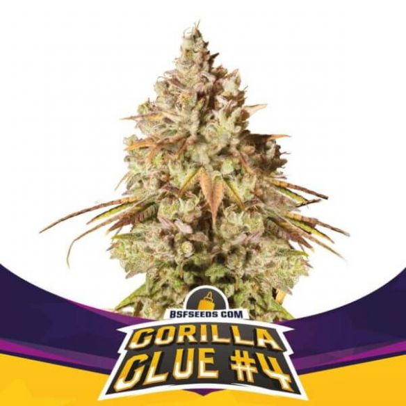 GORILLA GLUE  N°4 FEM X2-BSF