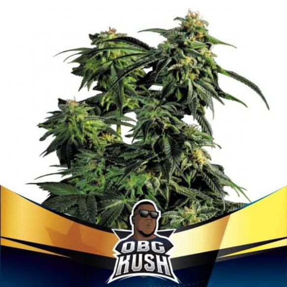 OBG KUSH FAST VERSION FEM X2-BSF
