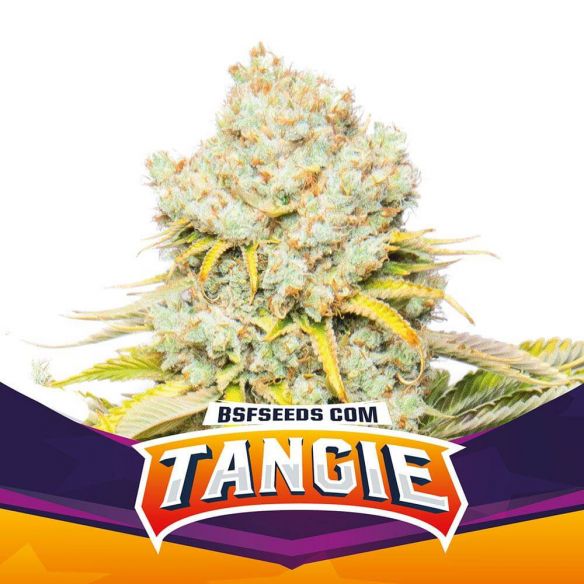 TANGIE FEM X4-BSF