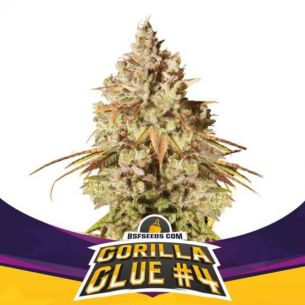 GORILLA GLUE N4 GK FEM X4-BSF