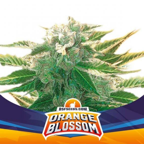 BSF Seeds Orange Blossom Fem X2