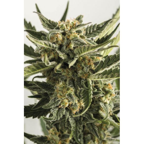 LOST COAST SKUNK AUTO X3-HUMBOLDT SEEDS