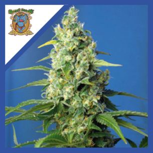 HONEY PECH CBD AUTO®...