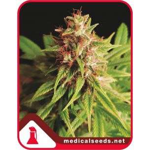 RED CROSS CBD FEM...