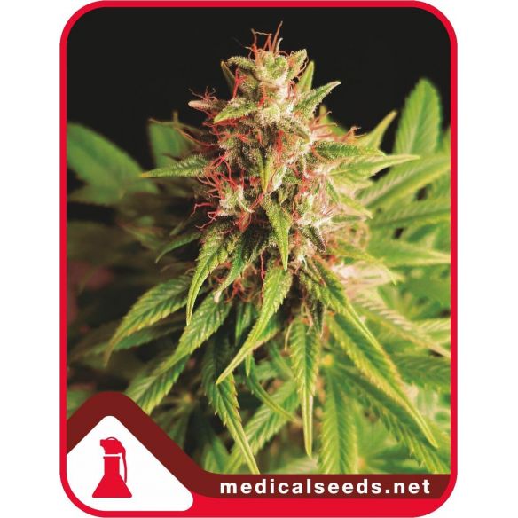 RED CROSS CBD FEM X3+2-MEDICAL SEEDS