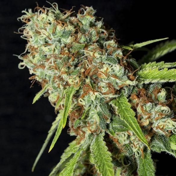 JAMAICAN DREAM CBD X3+1-EVA SEEDS