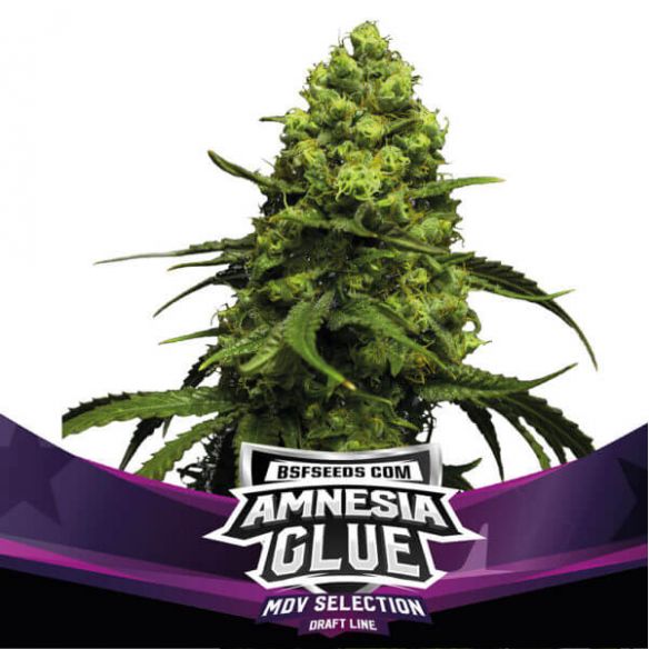 AMNESIA GLUE FEM X2-BSF