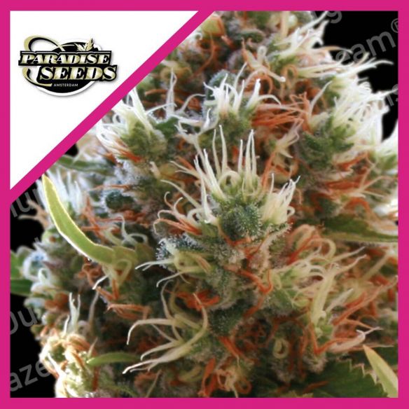 LUCID BOLT  FEM X3-PARADISE SEEDS