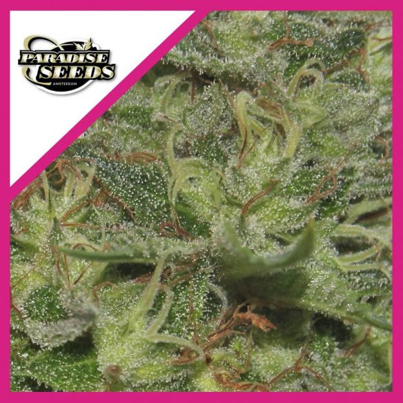 ORIGINAL CHEESE FEM X3-PARADISE SEEDS