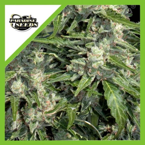 PANDORA AUTO X3-PARADISE SEEDS