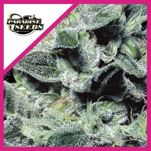 NEBULA FEM X3-PARADISE SEEDS