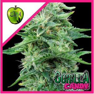 GORILLA CANDY FEM X3+1-EVA...