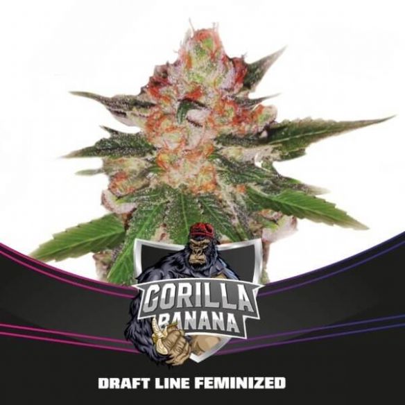 GORILLA BANANA FEM X4-BSF