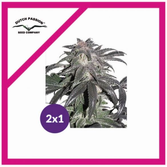 PROMOCION 2X1 BUBBA ISLAND KUSH FEM-DUTCH PASSION