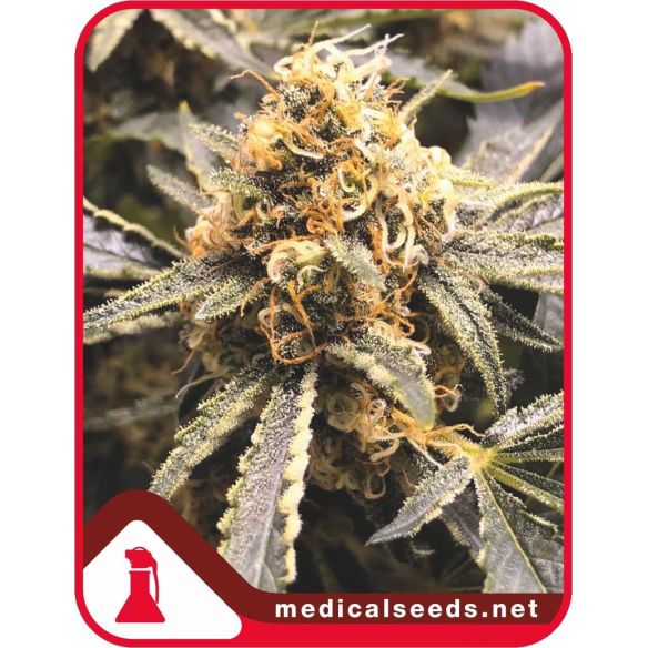 RECOVERY CBD FEM X3+2-MEDICAL SEEDS