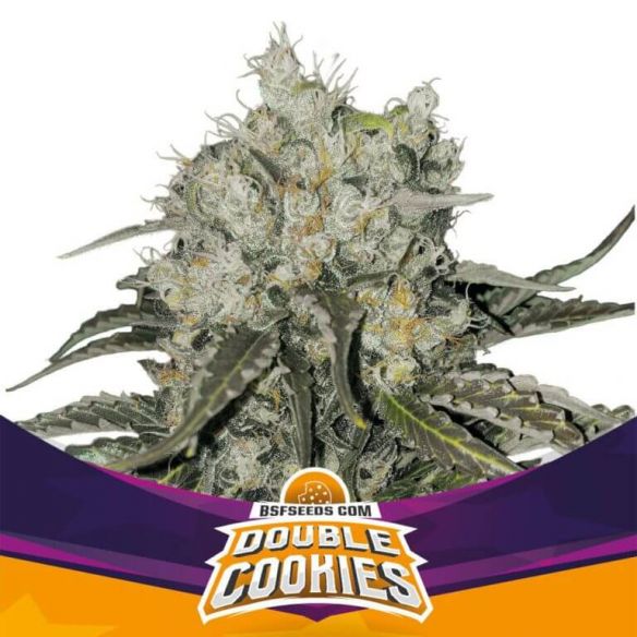 BSF Seeds Star Players Double Cookies Fem X4