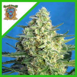 JACK 47 XL AUTO® X25-SWEET...