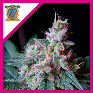 Sweet Seeds Cream Caramel...