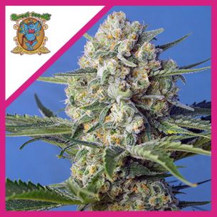 CRYSTAL CANDY F1 FEM®...