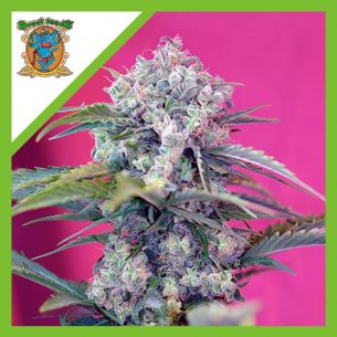 CREAM MANDARINE  AUTO®...