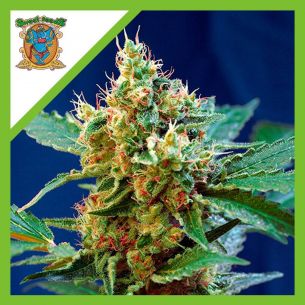 CREAM MANDARINE XL AUTO®...
