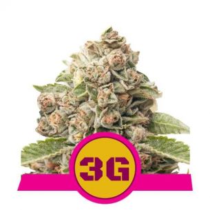 TRIPLE G USA PREMIUM FEM...