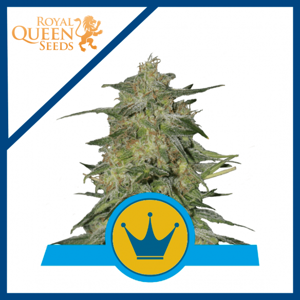 ROYAL HIGHNESS CBD FEM X3-ROYAL QUEEN