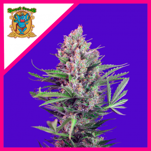 CREAM MANDARINE F1 FEM®...