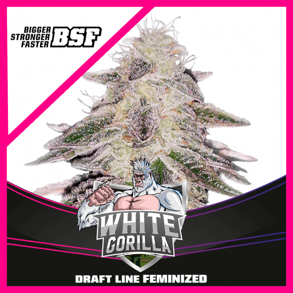 BSF Seeds White Gorilla Fem X4