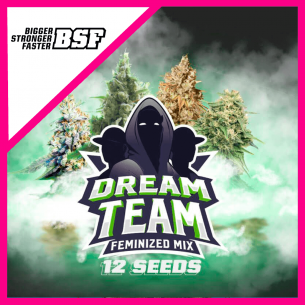 DREAM TEAM MIX FEM X12-BSF