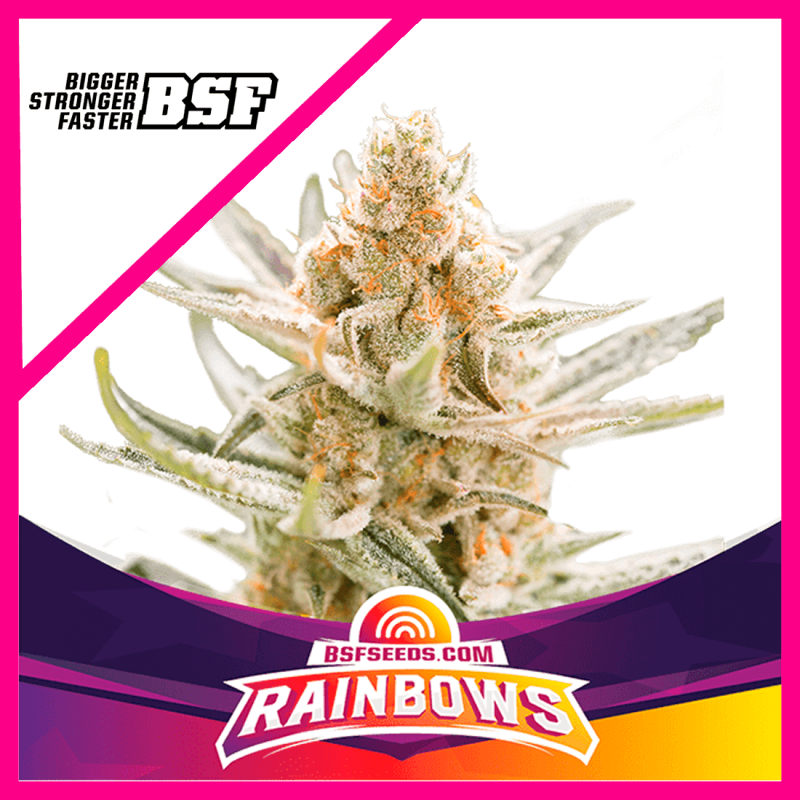 BSF Seeds Star Players Rainbows Fem x2