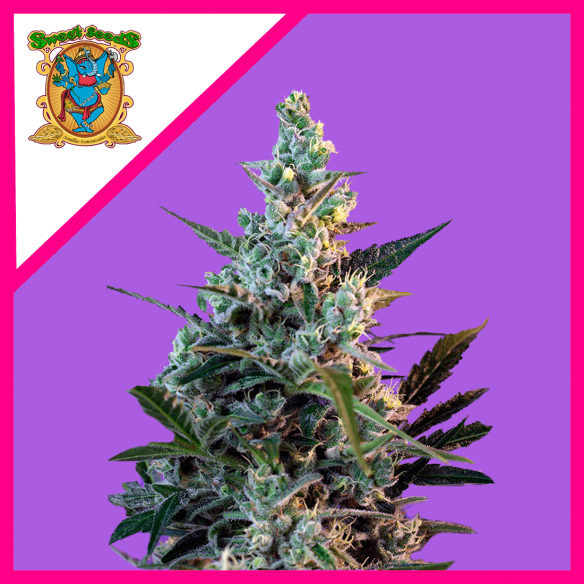 SWEET SKUNK F1 FEM® X3+1-SWEET SEEDS